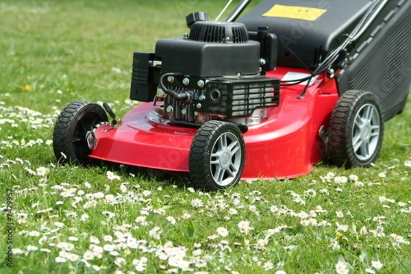Fototapeta Tondeuse