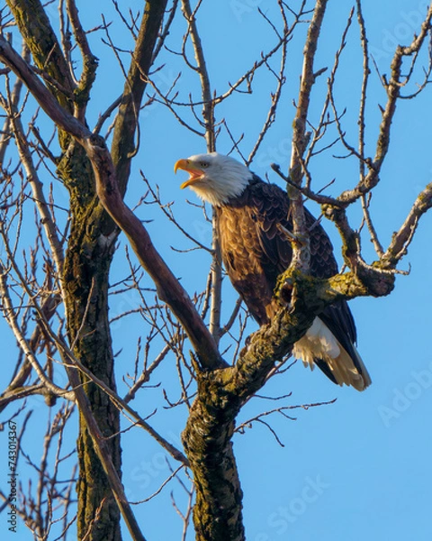 Obraz Female Bald Eagle sitting in a leafless tree, calling out to its mate, with a clear blue sky in the background