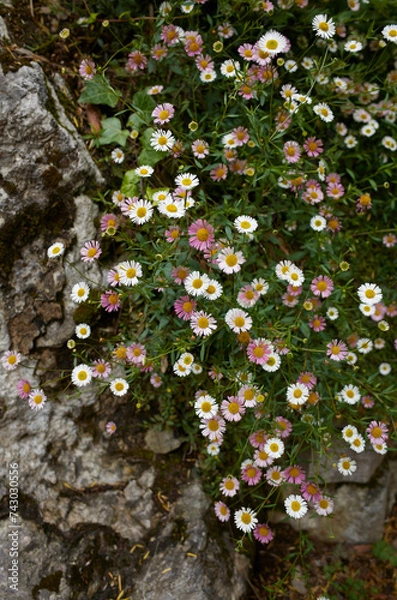 Obraz Erigeron karvinskianus 