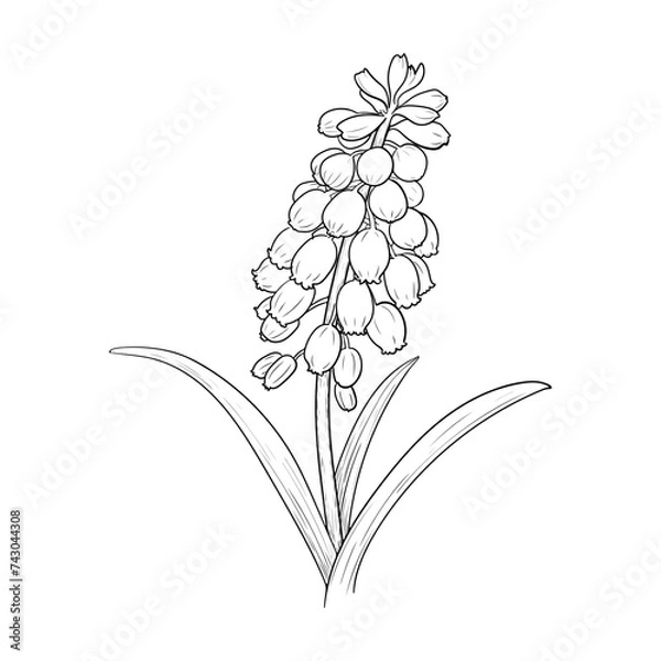 Obraz Hand Drawn Vector Muscari Flower