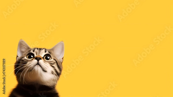 Fototapeta cat background