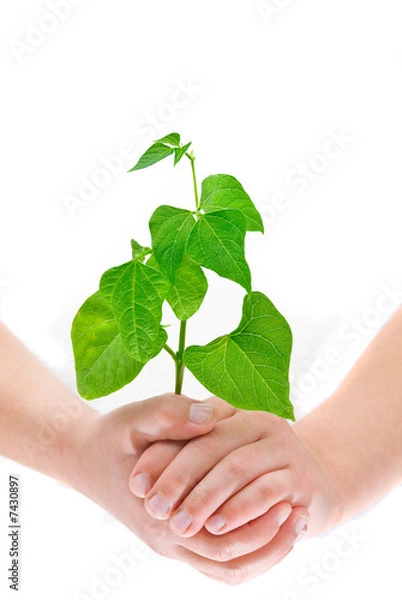 Obraz Child's hands holding small plant, isolated on white