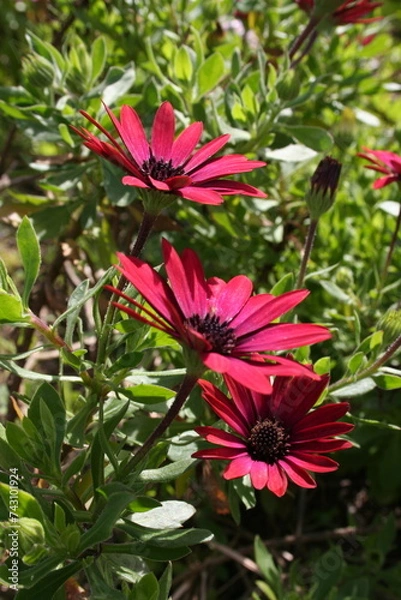 Fototapeta Red flower