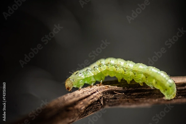 Fototapeta Macro close up of a leaf-feeding caterpillar