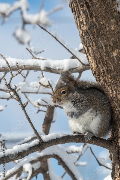 Fototapeta Eastern Gray Squirrel sitting in tree in winter trying to keep warm