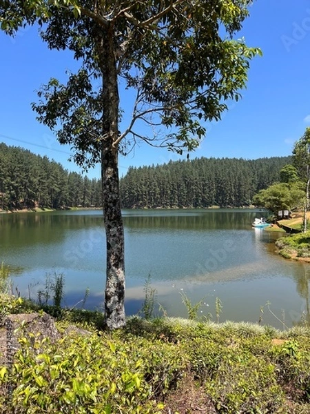 Fototapeta lake in the forest