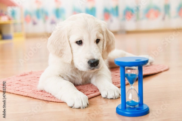 Fototapeta labrador retriever puppy