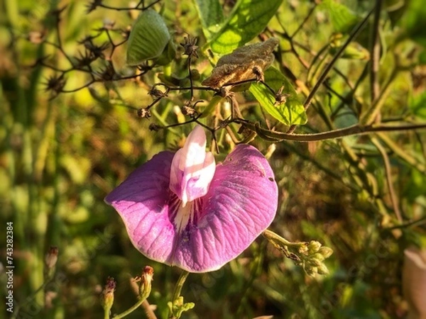 Fototapeta Pea flowers 