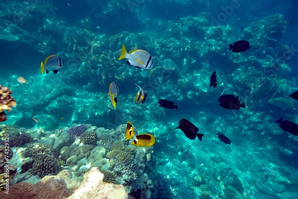 Obraz underwater image of tropical fishes