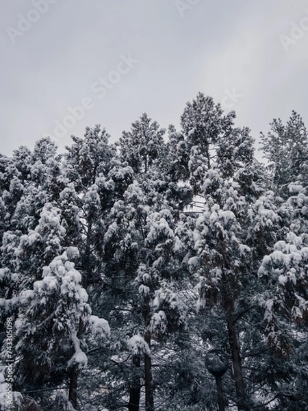 Obraz snow covered trees