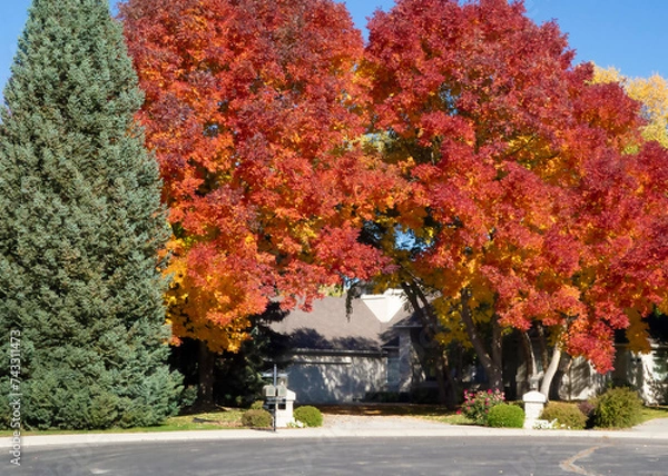 Obraz Driveway to suburban house guarded by fall trees, US.