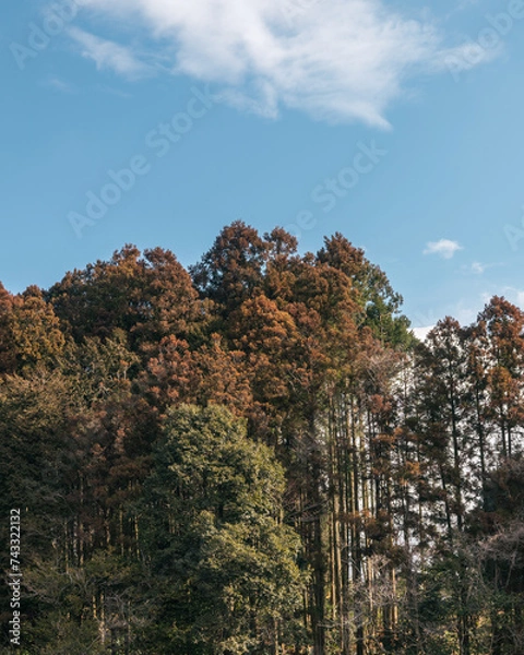 Fototapeta 곧게 뻗어있는 나무의 모습