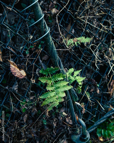 Fototapeta 울타리에 핀 식물의 모습