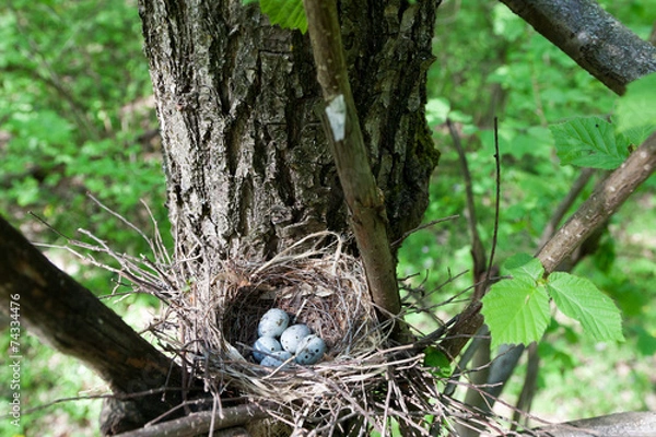 Obraz Coccothraustes coccothraustes, Hawfinch.