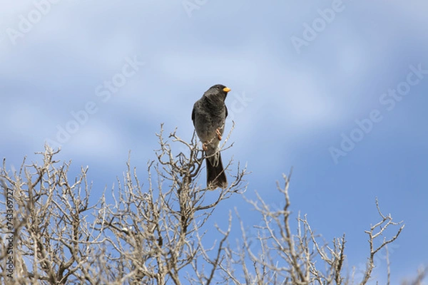 Obraz Mourning Sierra Finch is sitting on a dry branch against the sky.