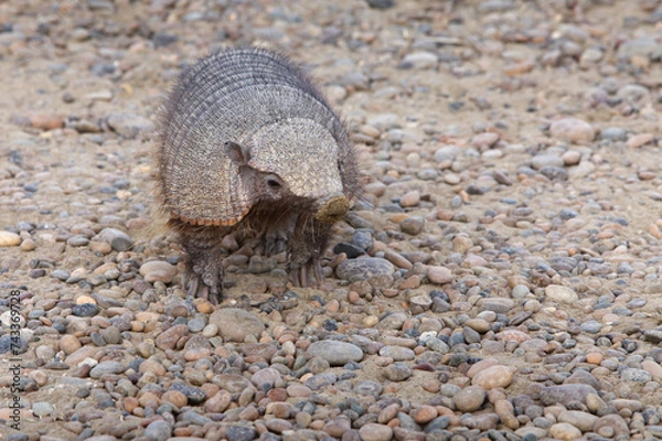 Obraz Big hairy armadillo with a dirty nose. Valdes Peninsula
