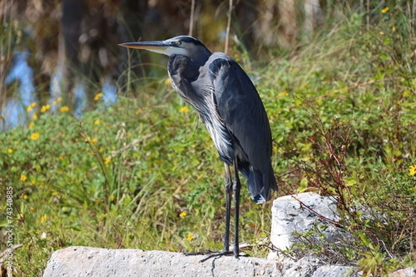 Obraz Heron on a rock