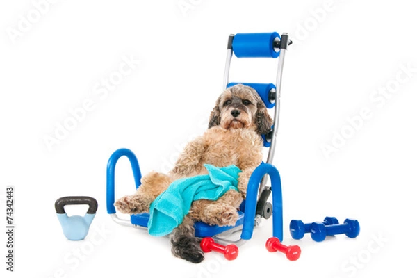 Obraz Exhausted dog after workout