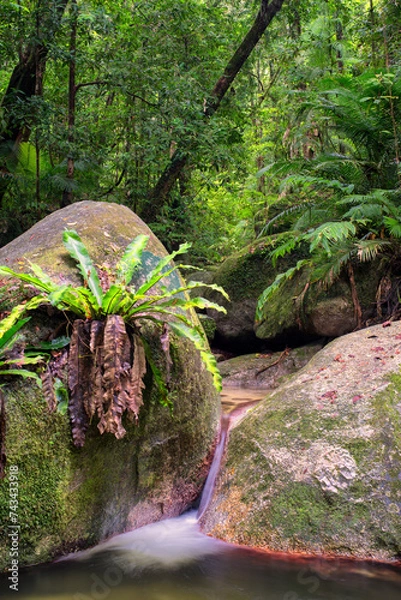 Obraz Embark on a scenic bushwalk along Mossman River at Mossman Gorge, QLD. Discover lush rainforest, crystal waters, and serene beauty.