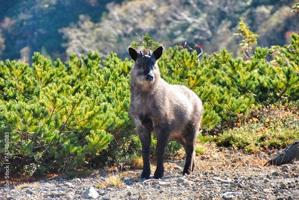 Obraz ニホンカモシカ