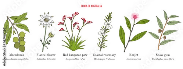 Obraz Flora of Australia, collection on native australian plants