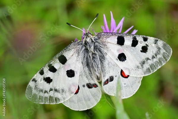 Fototapeta Roter Apollo