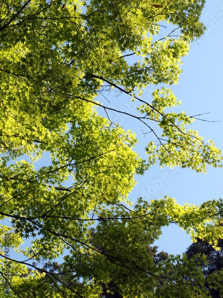 Fototapeta 青空にそよぐ新緑のもみじ