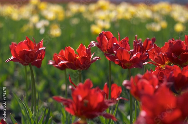 Fototapeta red tulips
