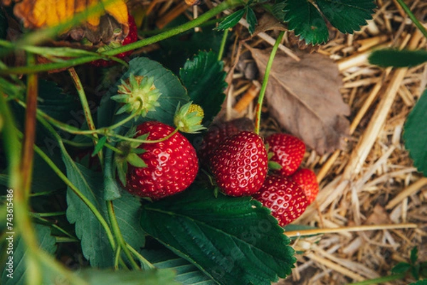 Fototapeta Strawberry bushes with large ripe berries lie on the ground in straw close-up