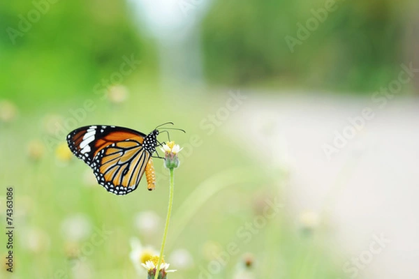 Obraz Butterfy and flower