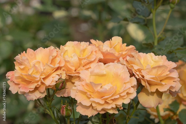 Fototapeta ブーケのようなオレンジ色のバラ【滝ノ入ローズガーデン】日本埼玉県毛呂山町