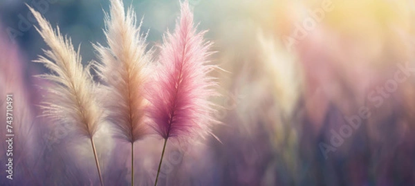 Obraz Trawa ozdobna, puste miejsce