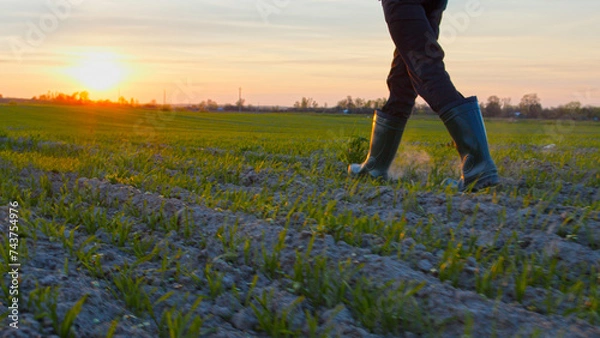 Fototapeta Farmer walks through a young wheat green field during sunset. Bottom view of a man walking in rubber boots in a farmer's field at sunset. Human walking on agriculture field