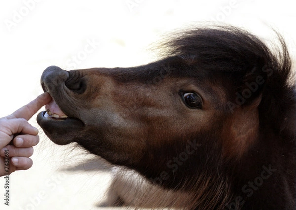 Obraz denti del pony