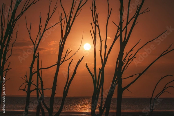 Obraz Desolated forest