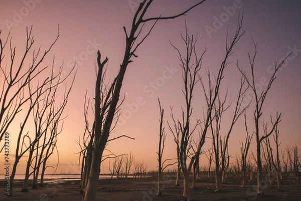 Obraz Desolated forest