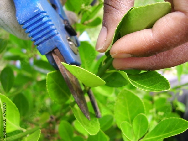 Obraz taille d'arbustre