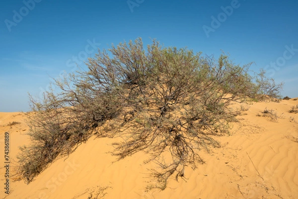 Obraz Кустарник джузгун на бархане Большой Брат, Астраханская область, Россия