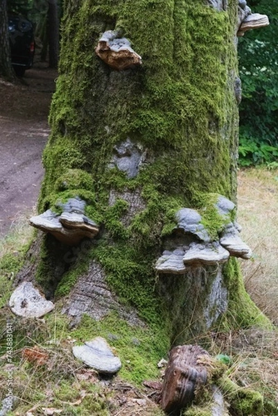 Fototapeta champignon parasite