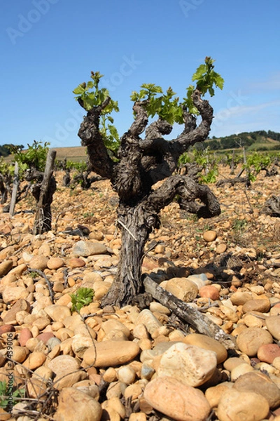 Obraz Vine in the French Provence