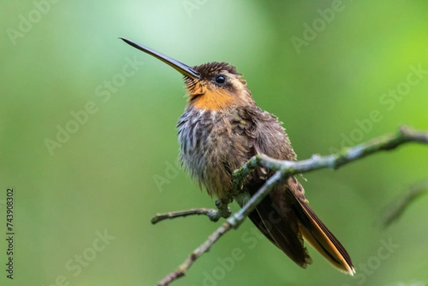 Obraz hummingbird in flight