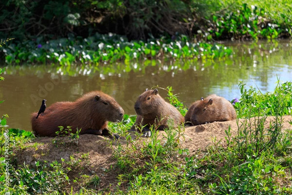 Obraz capivara in Brazil