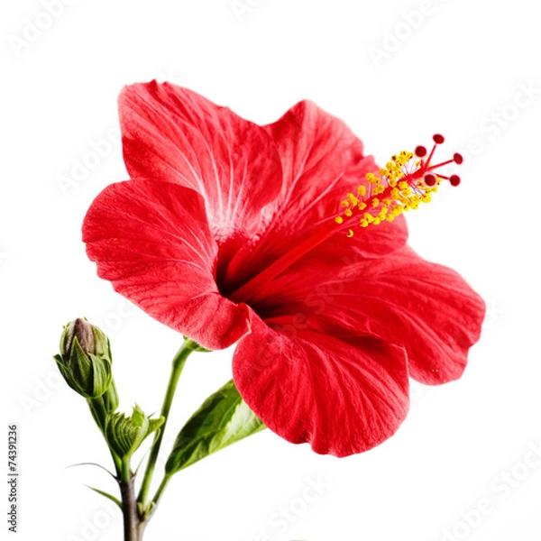 Fototapeta Hibiscus