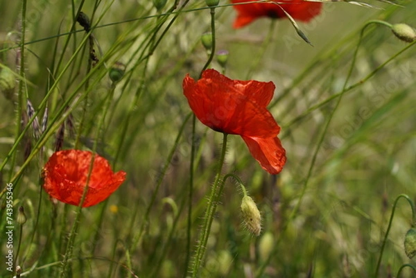 Fototapeta coquelicots