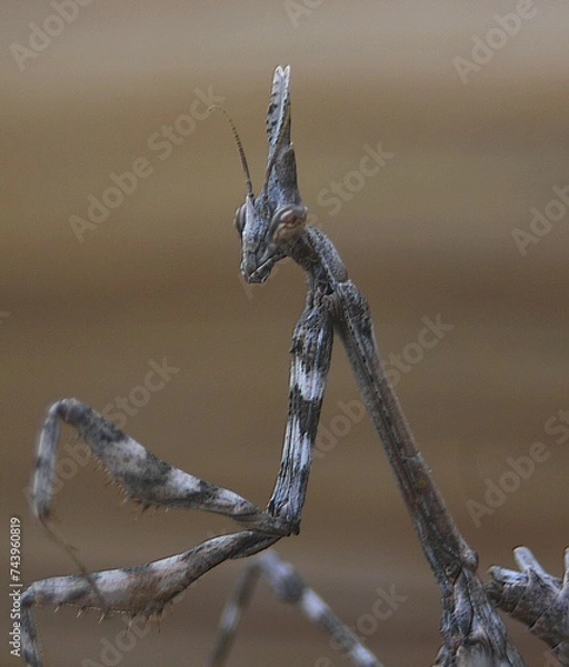 Fototapeta portrait d'un phasme