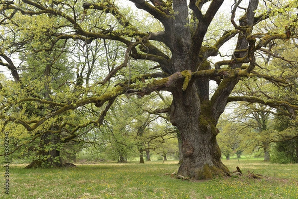 Fototapeta Eichenbäume