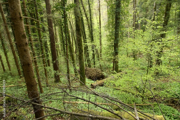 Obraz Frühlingswald