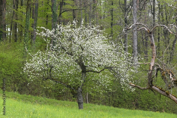 Obraz Kirschbaum, Kirschblüten