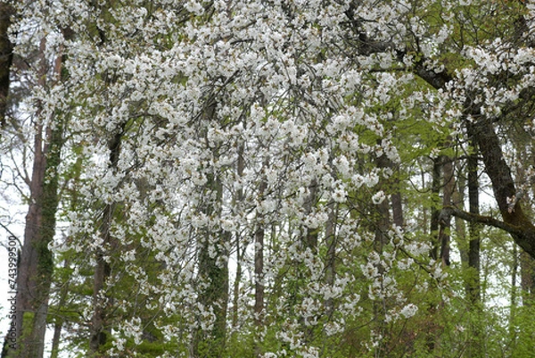 Obraz Kirschbaum, Kirschblüten