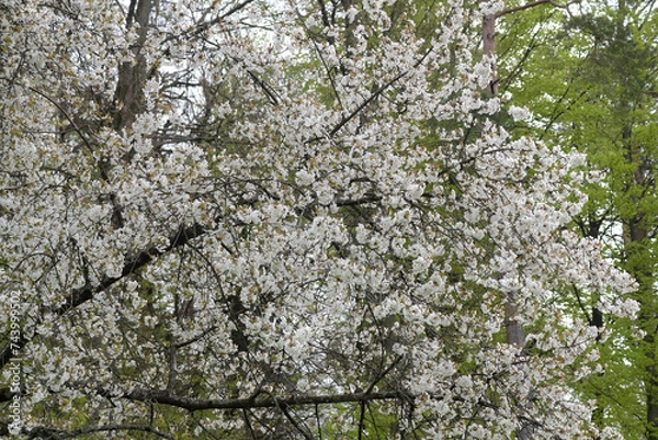 Obraz Kirschbaum, Kirschblüten